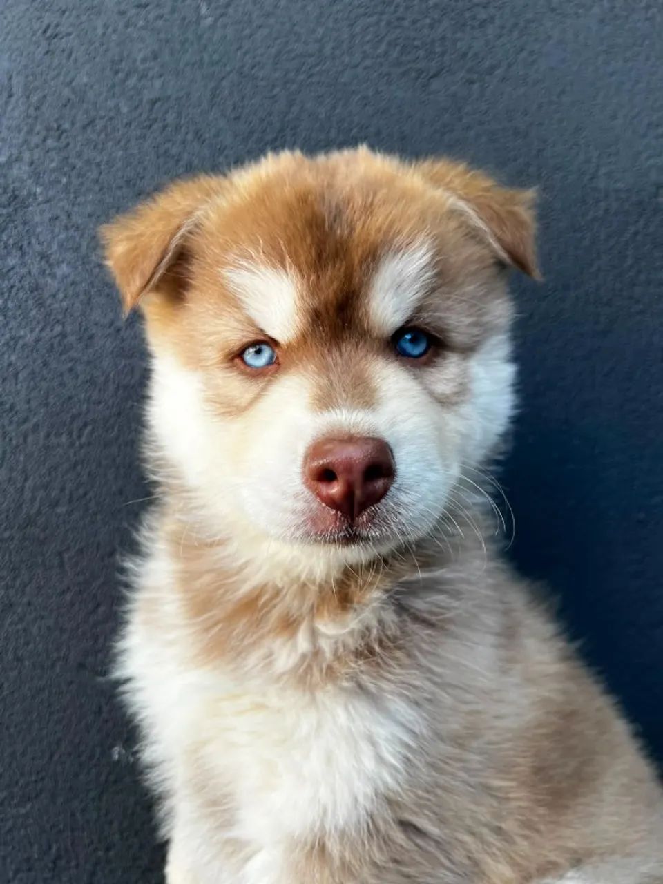 HUSKY SIBERIANO - Foto 4