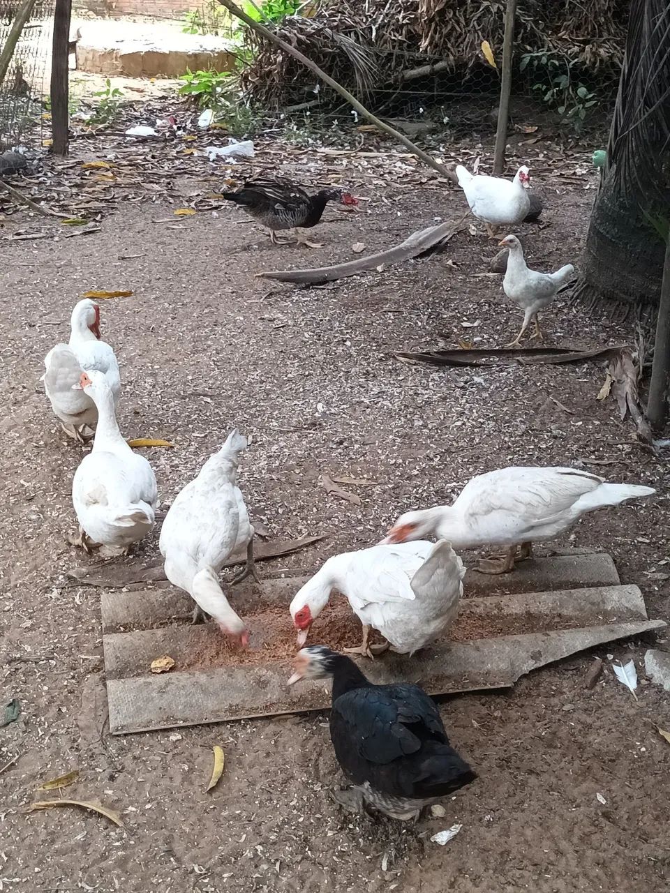 Patos Paysandu - Foto 2