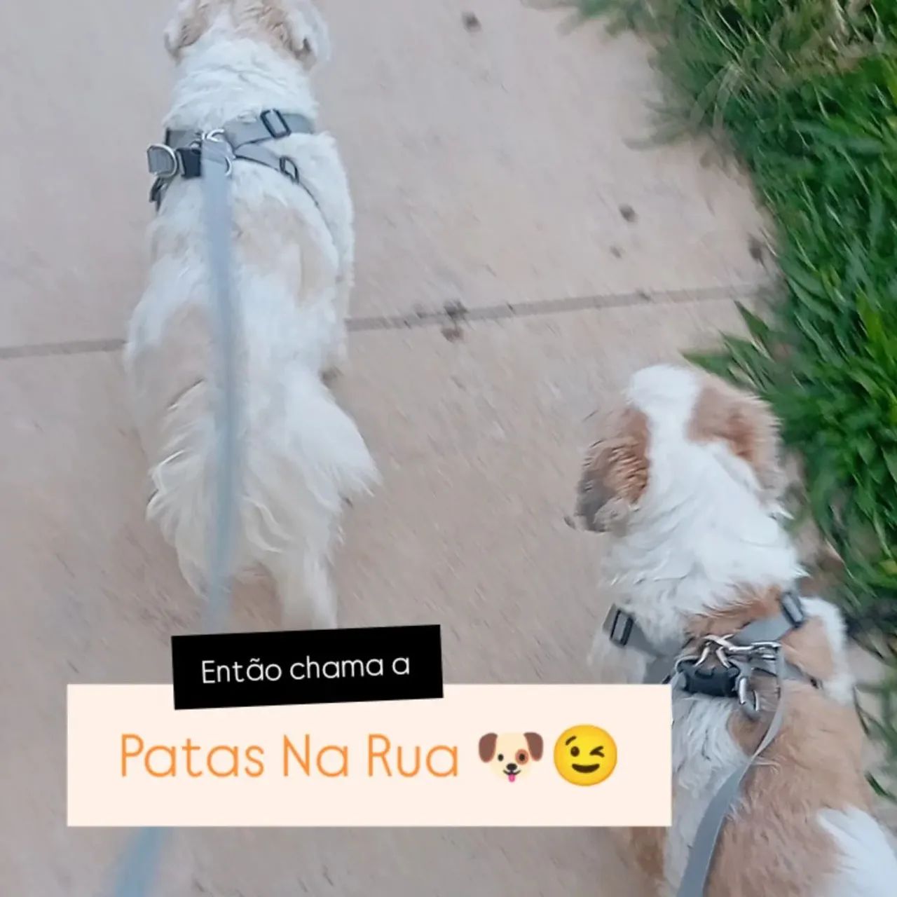Dog Walker/ Cat Sitter  - Foto 4