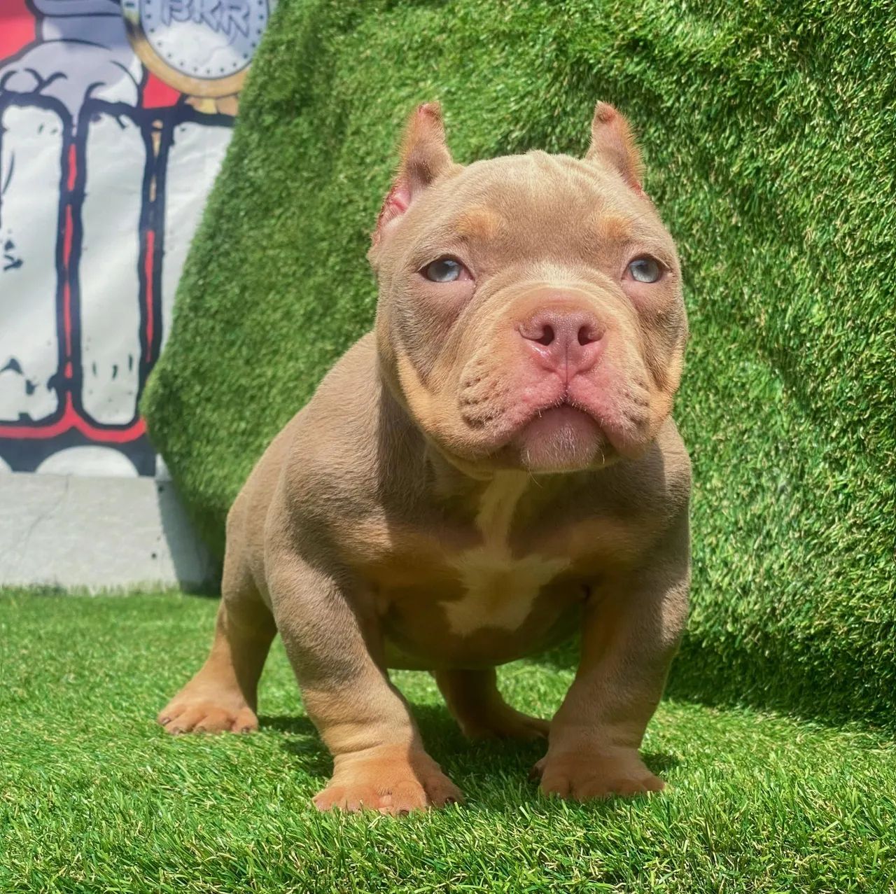 American bully  - Foto 2
