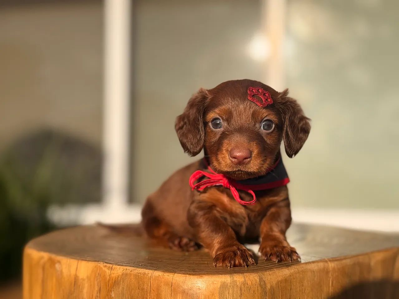 Dachshund pelo longo  - Foto 3