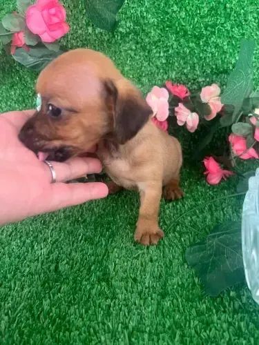 salsichinha x pinscher 