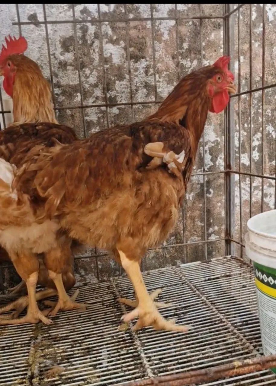 Caipira galinha e galos  - Foto 3