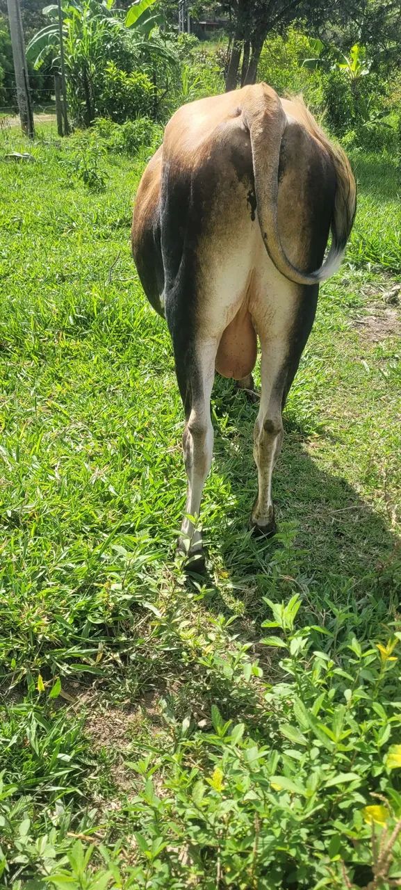 Boi Jersey,  top. - Foto 4