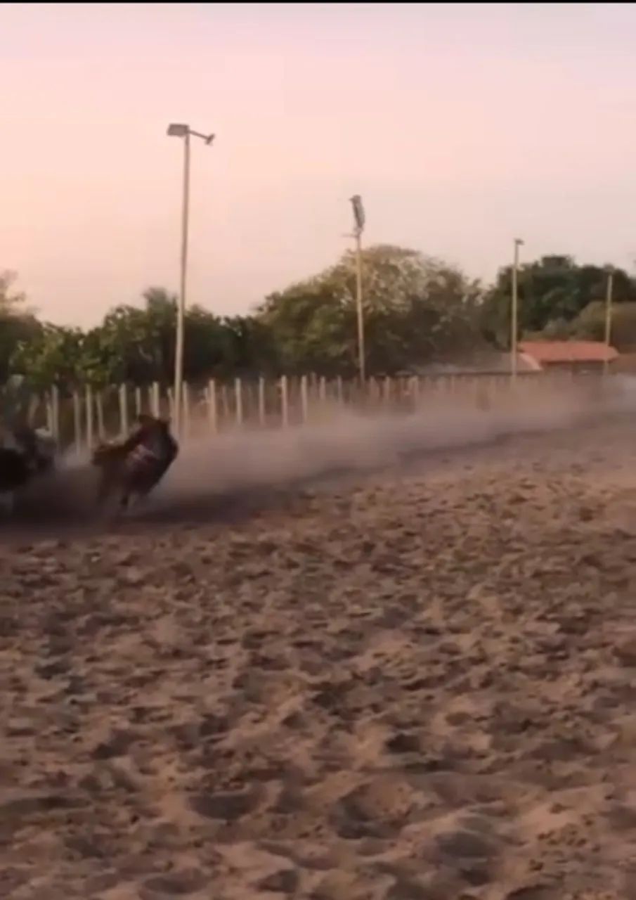 Cavalo de direita 