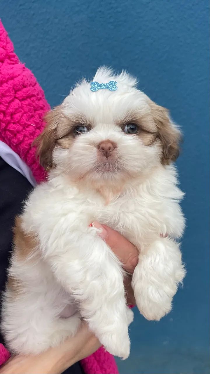 Shih tzu - Foto 3