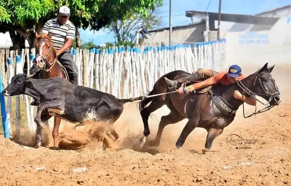 Égua de direita 