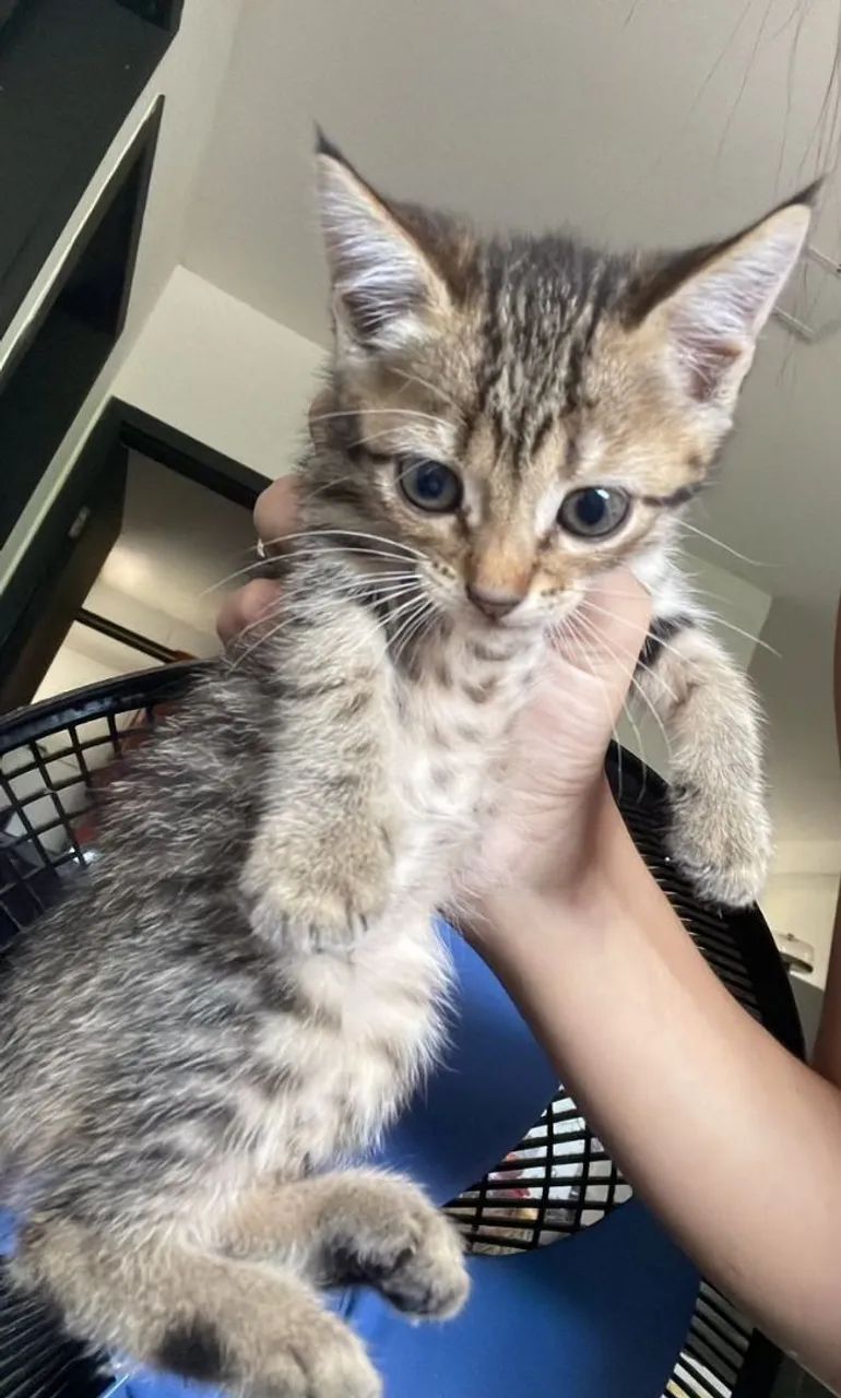 Gata para adoção 