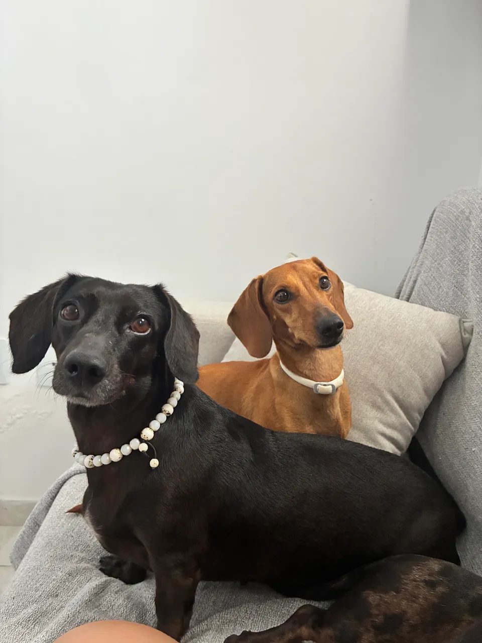 hospedagem para cães  - Foto 3