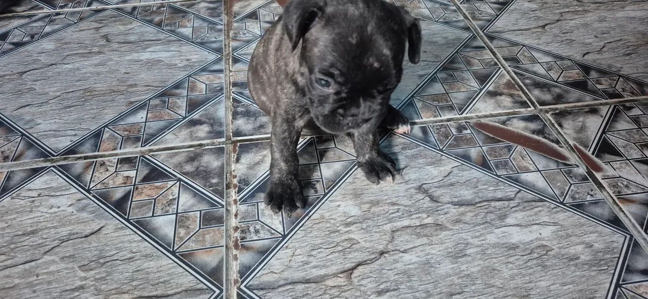 Filhotes buldogue francês - Foto 4
