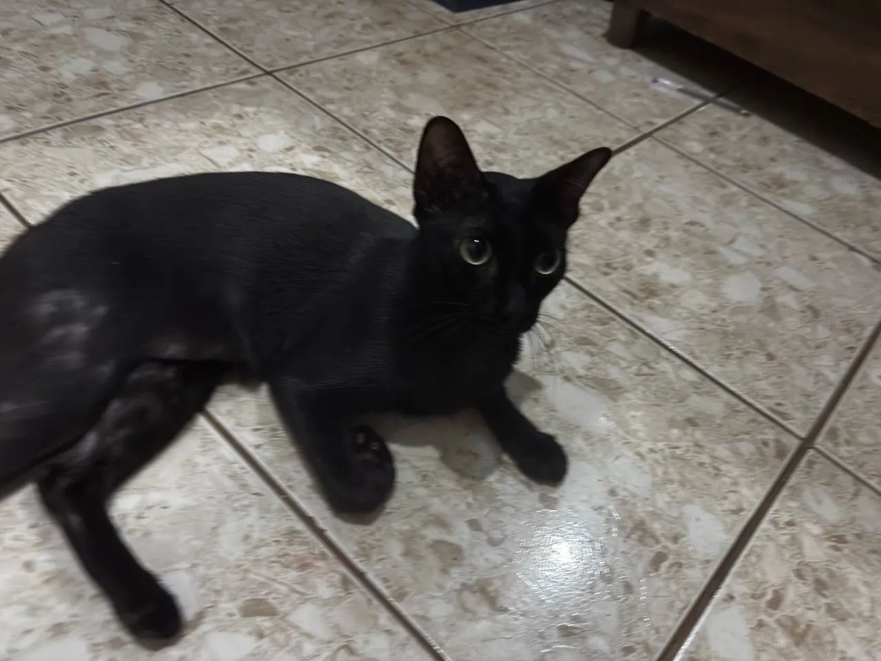 Doação de gatos urgente  - Foto 5