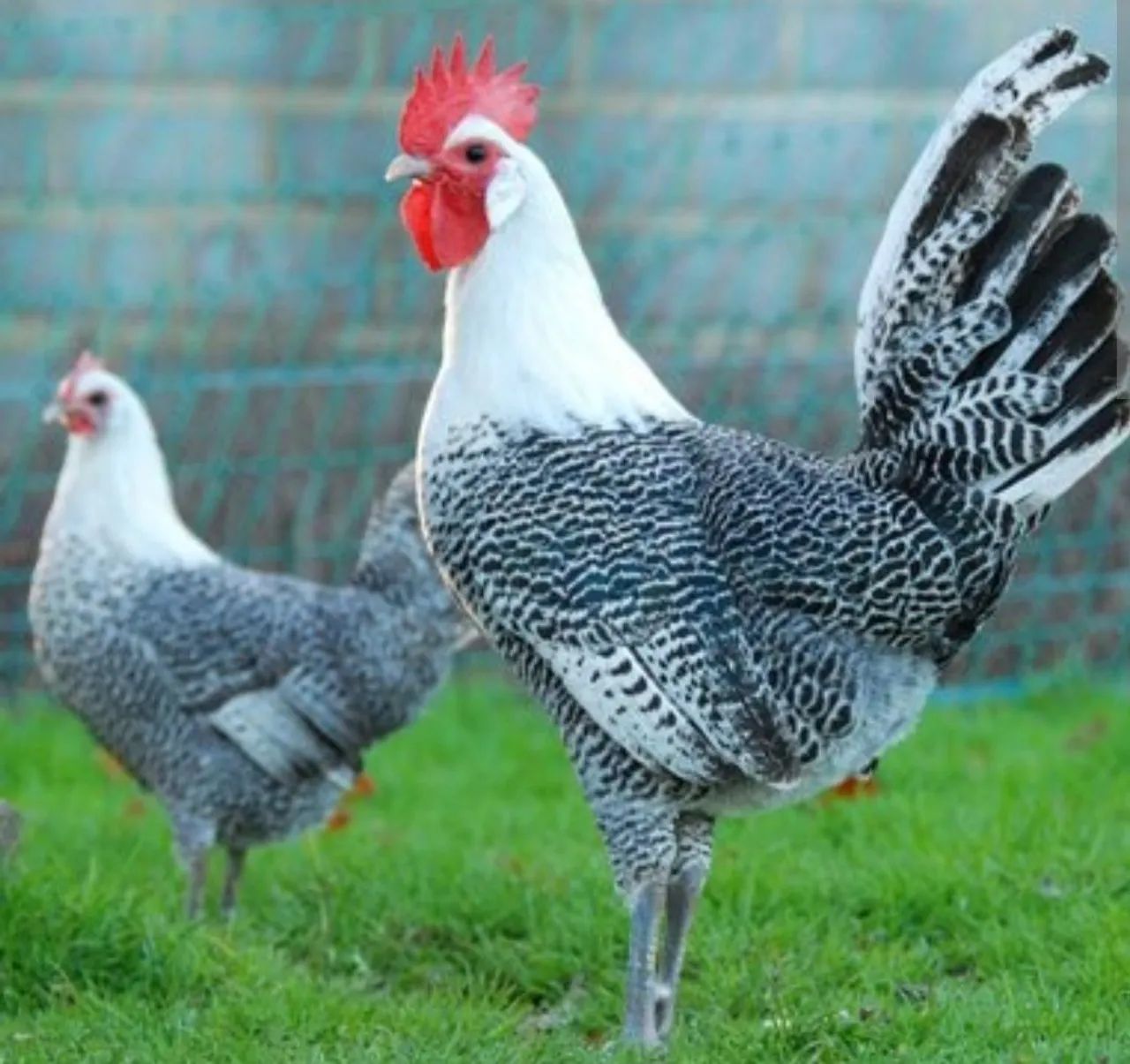 Galinha Brahma Red Pyle - Foto 4
