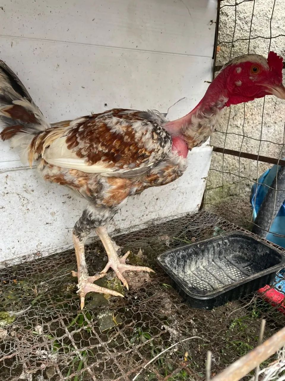 Frango polato 