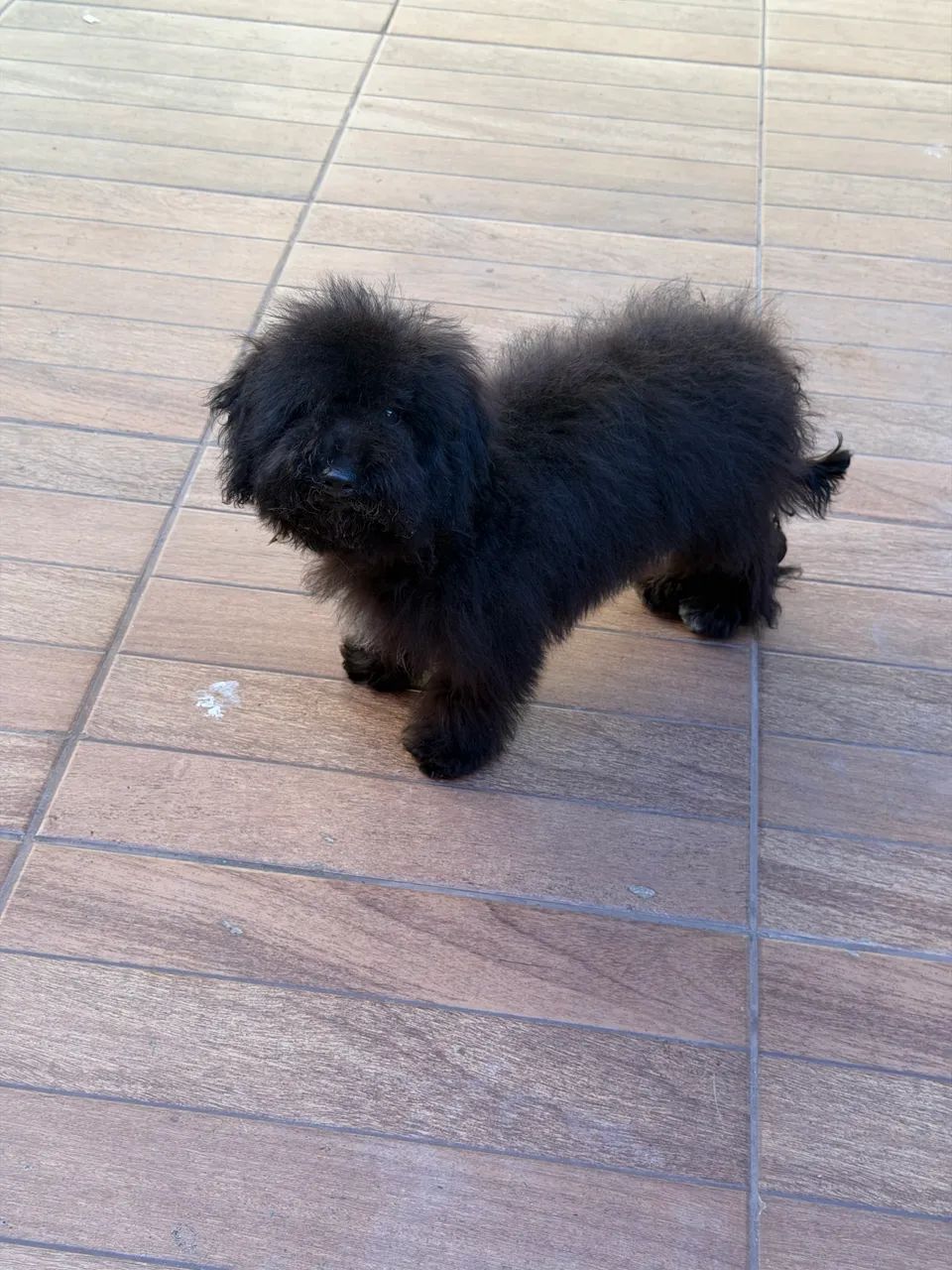 Poodle com 5 meses - Foto 4