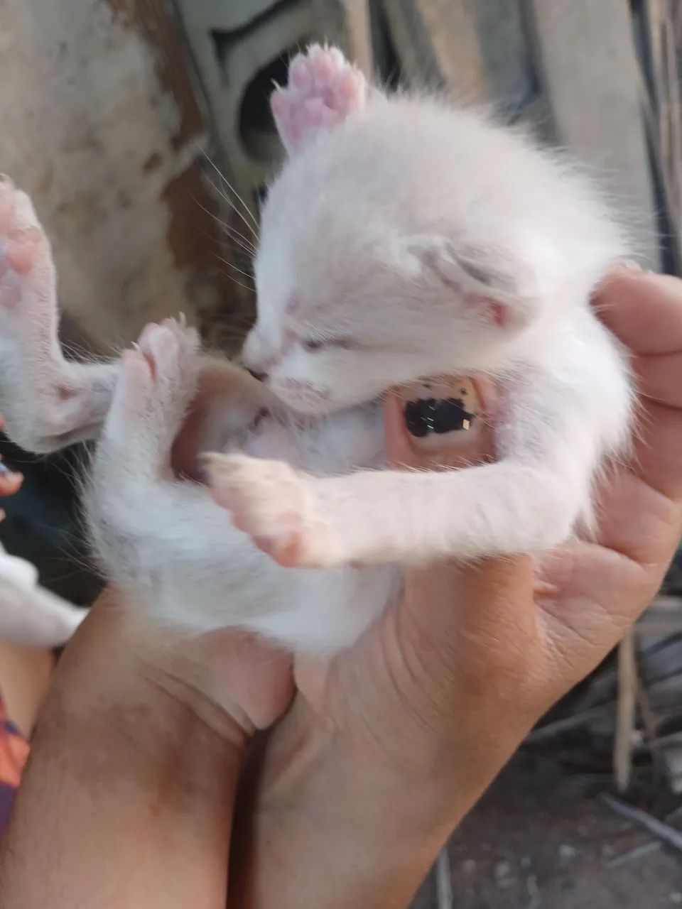 Doação de gatinhos  - Foto 3