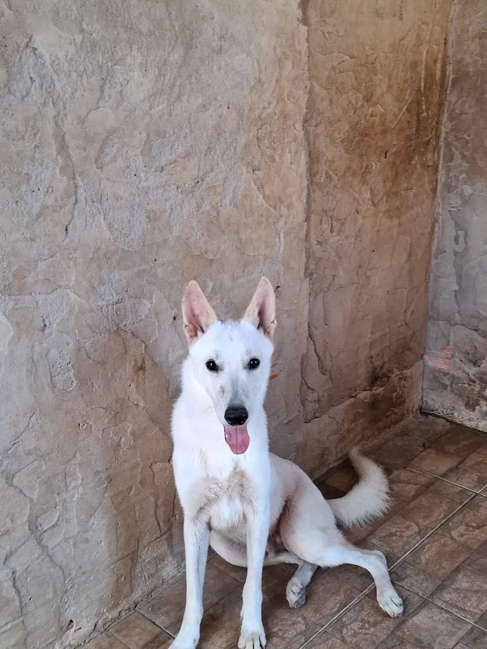  PASTOR SUIÇO - Foto 2