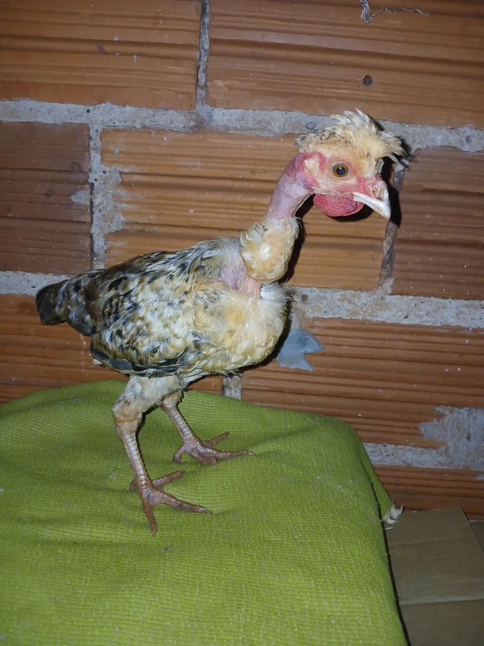 Franguinho mestiço  - Foto 5