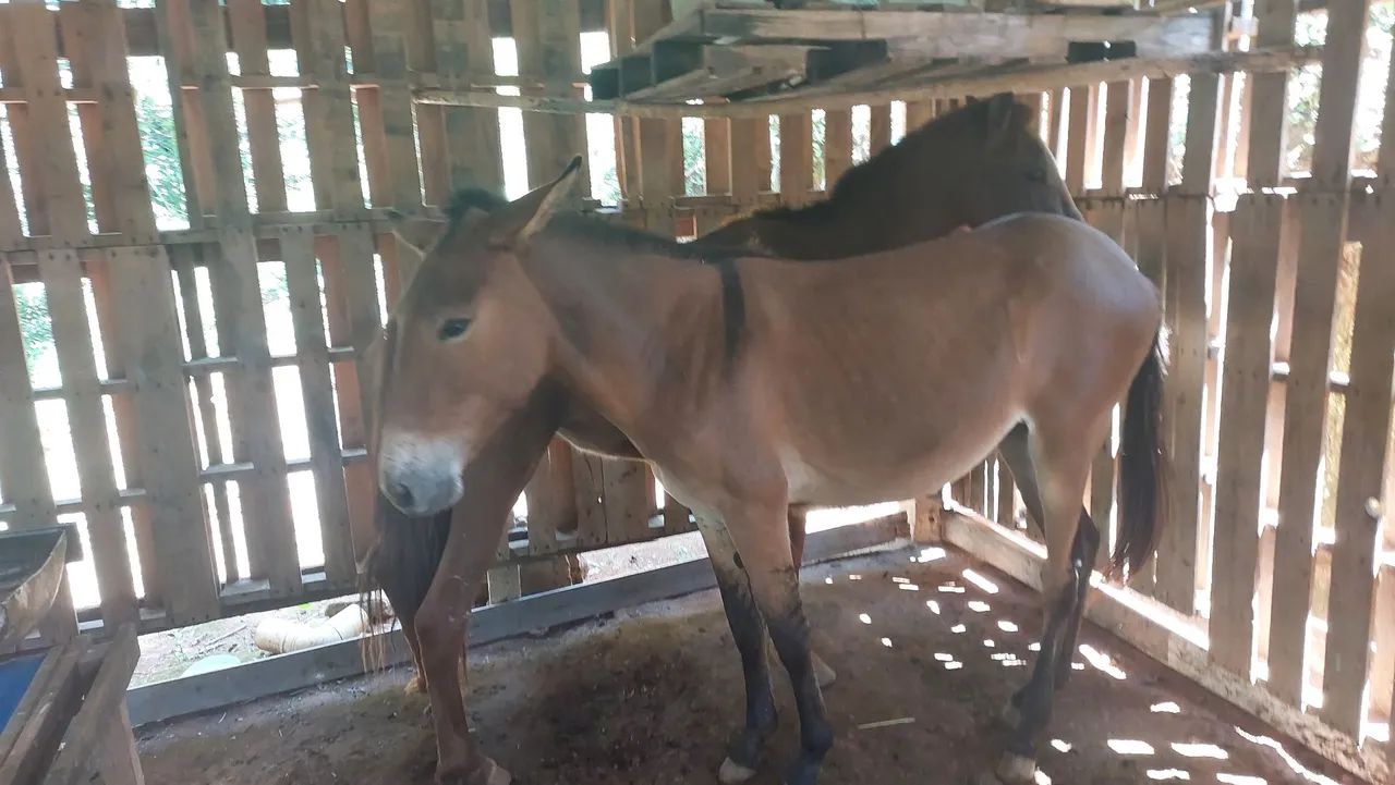 Vendo mula  - Foto 2