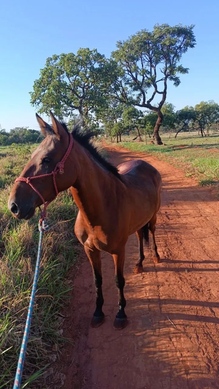 Égua castanha - Foto 5