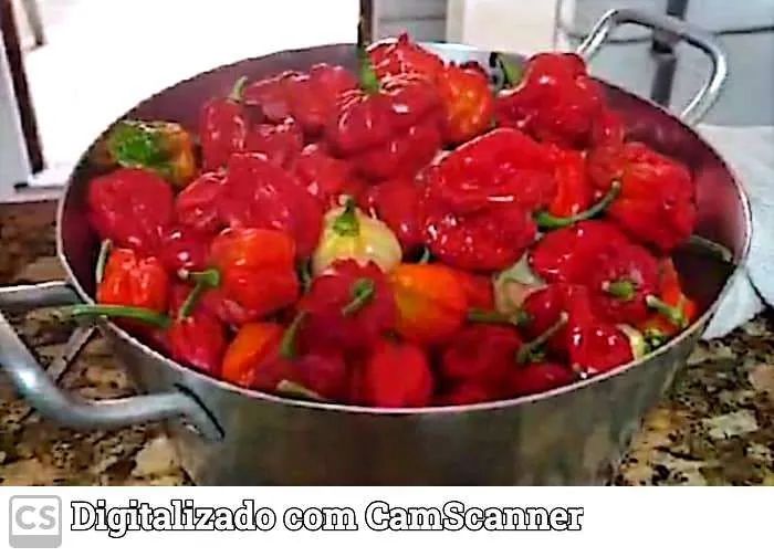 Pimenta Carolina Reaper in natura  - Foto 4