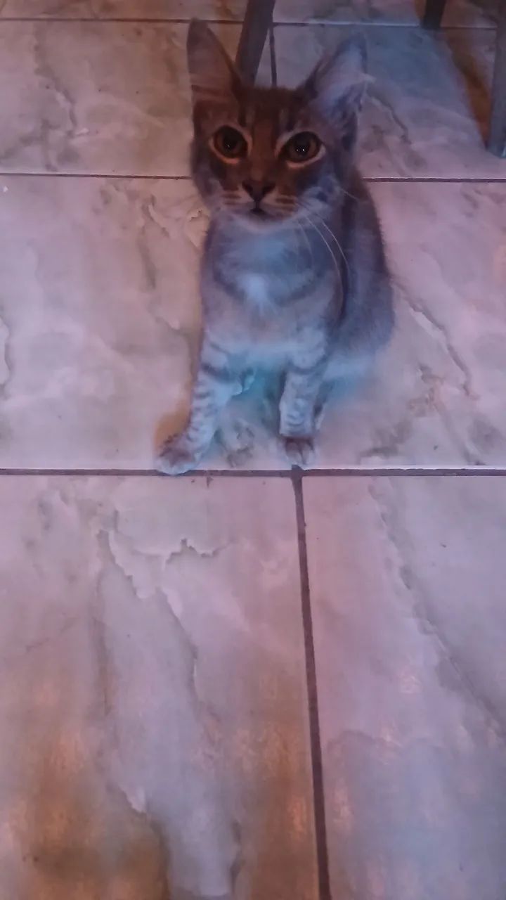 Gato para adoção responsável  - Foto 4