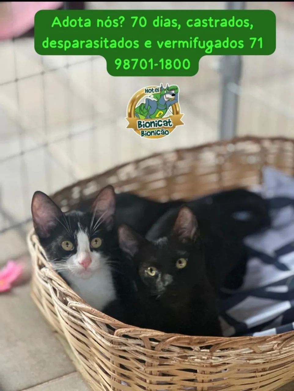 Gatinhos para adoção responsável  - Foto 2