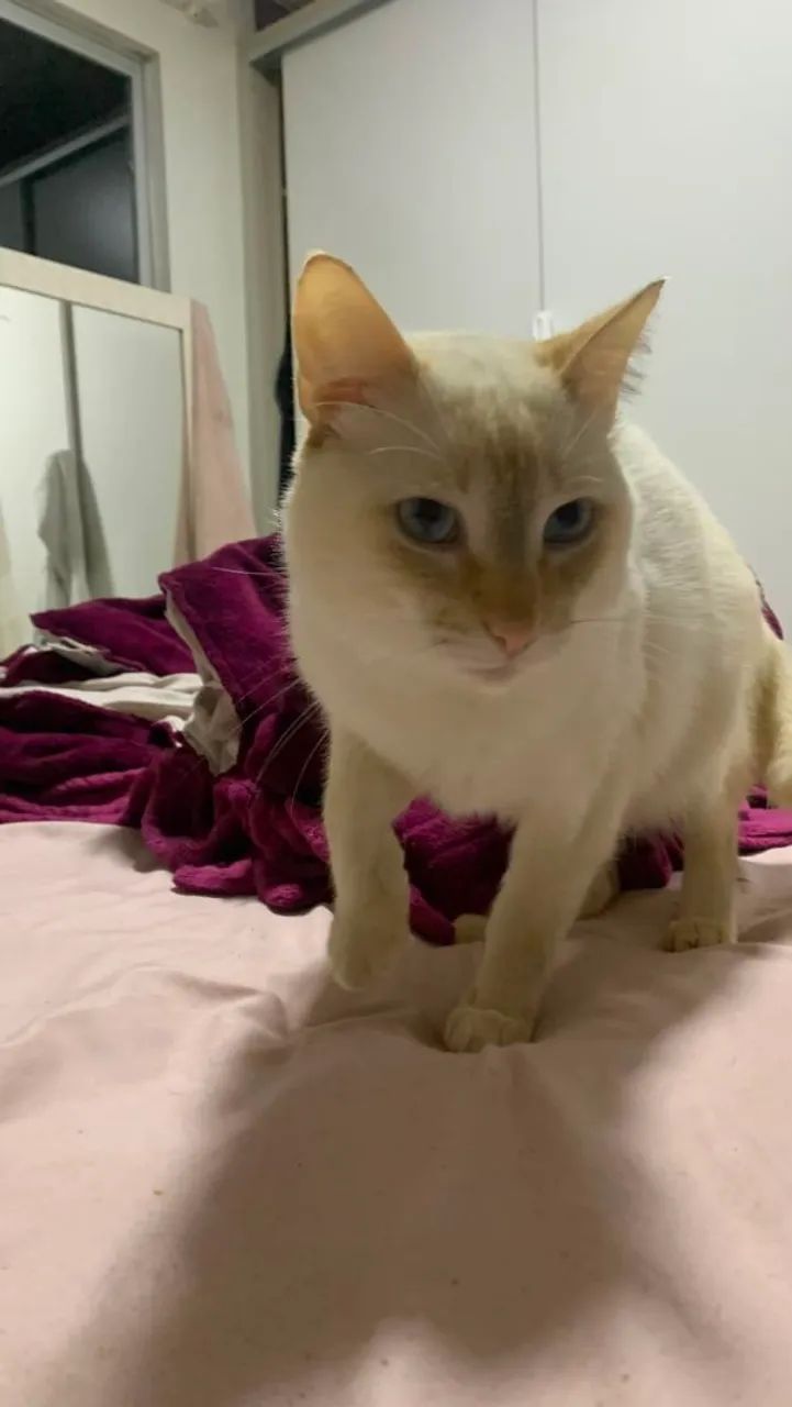 Doação de gato macho