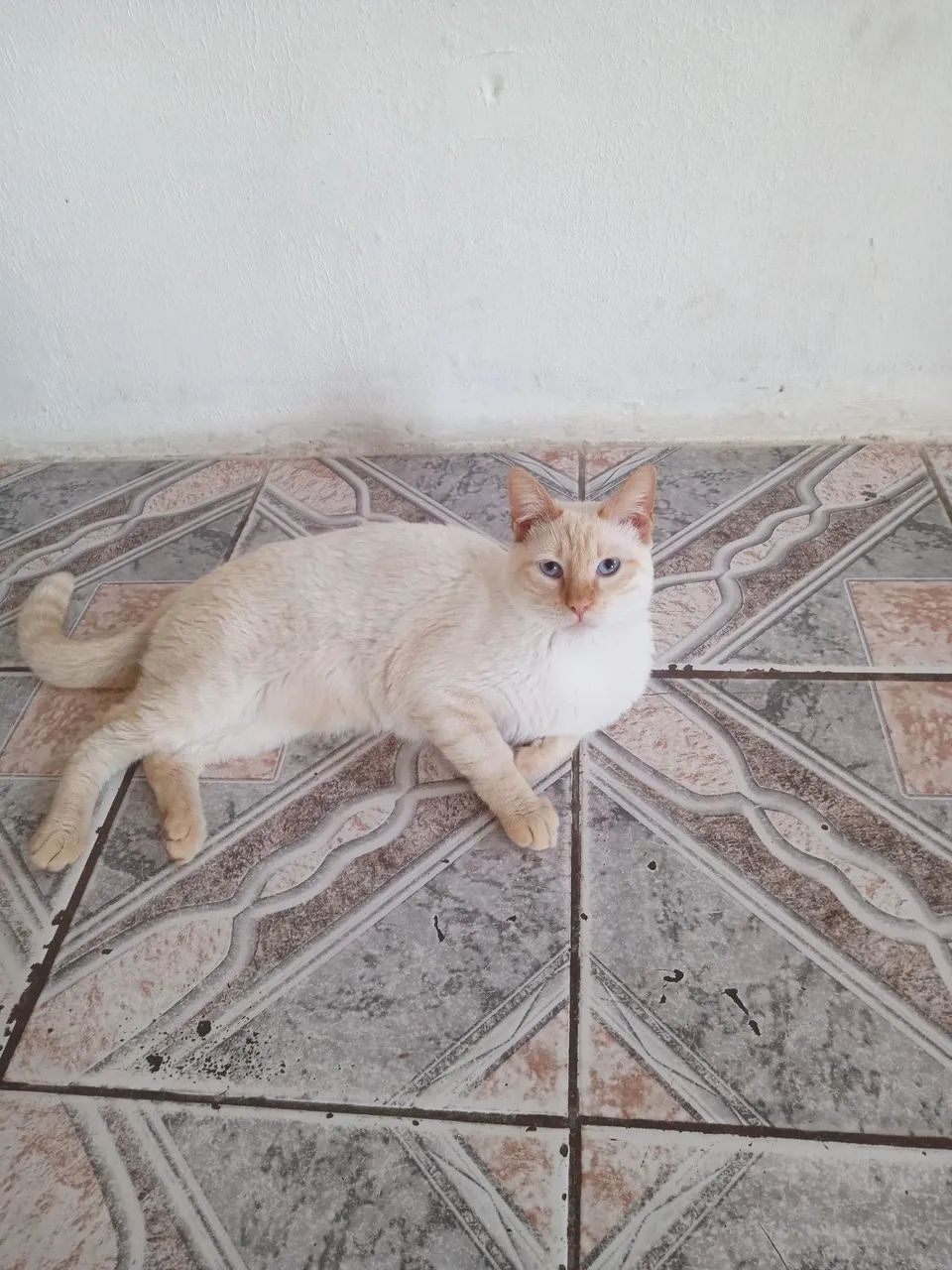 Gato macho  tem 11 mês  - Foto 2