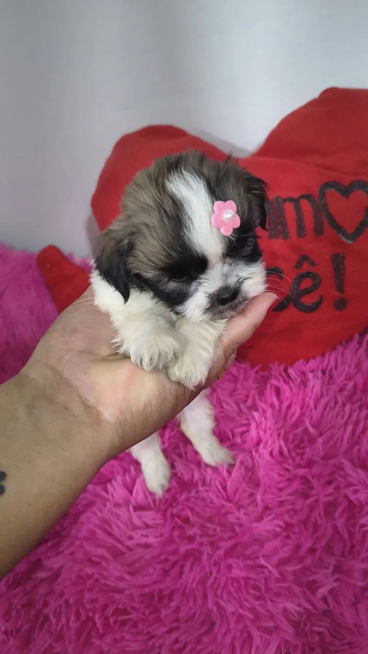 VD filhotes fêmeas de Shi Tzu mini e pequenas  - Foto 6