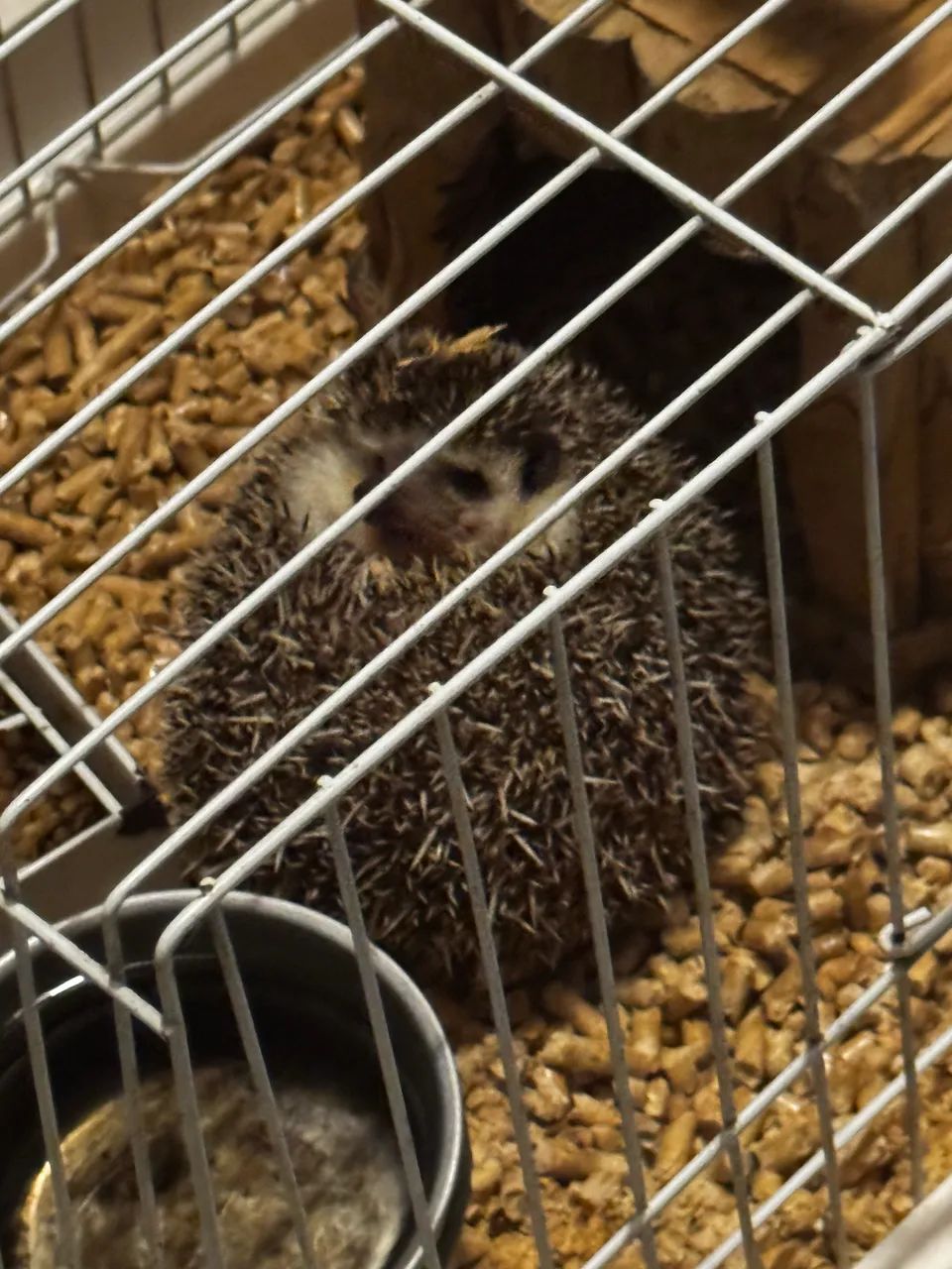 Ouriço Headgehog (sonic) - Foto 4