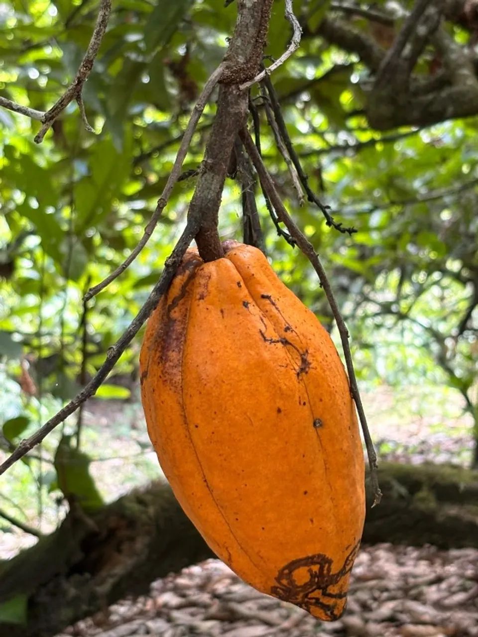 FAZENDA A VENDA - UNA - BAHIA - Foto 5