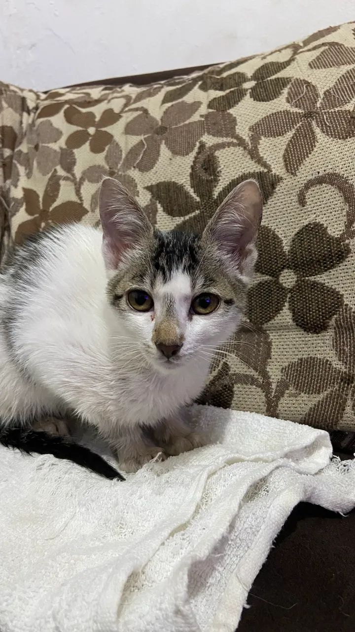 Gata para adoção! - Foto 2