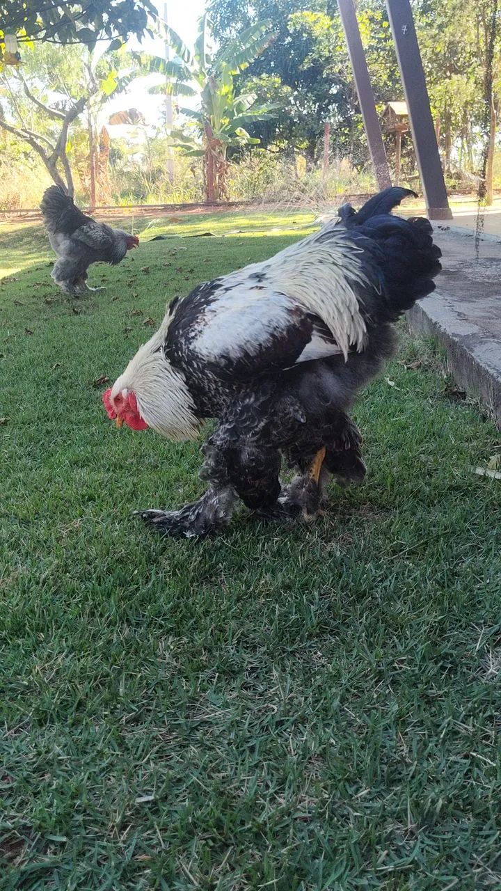 Aves Brahma  - Foto 2