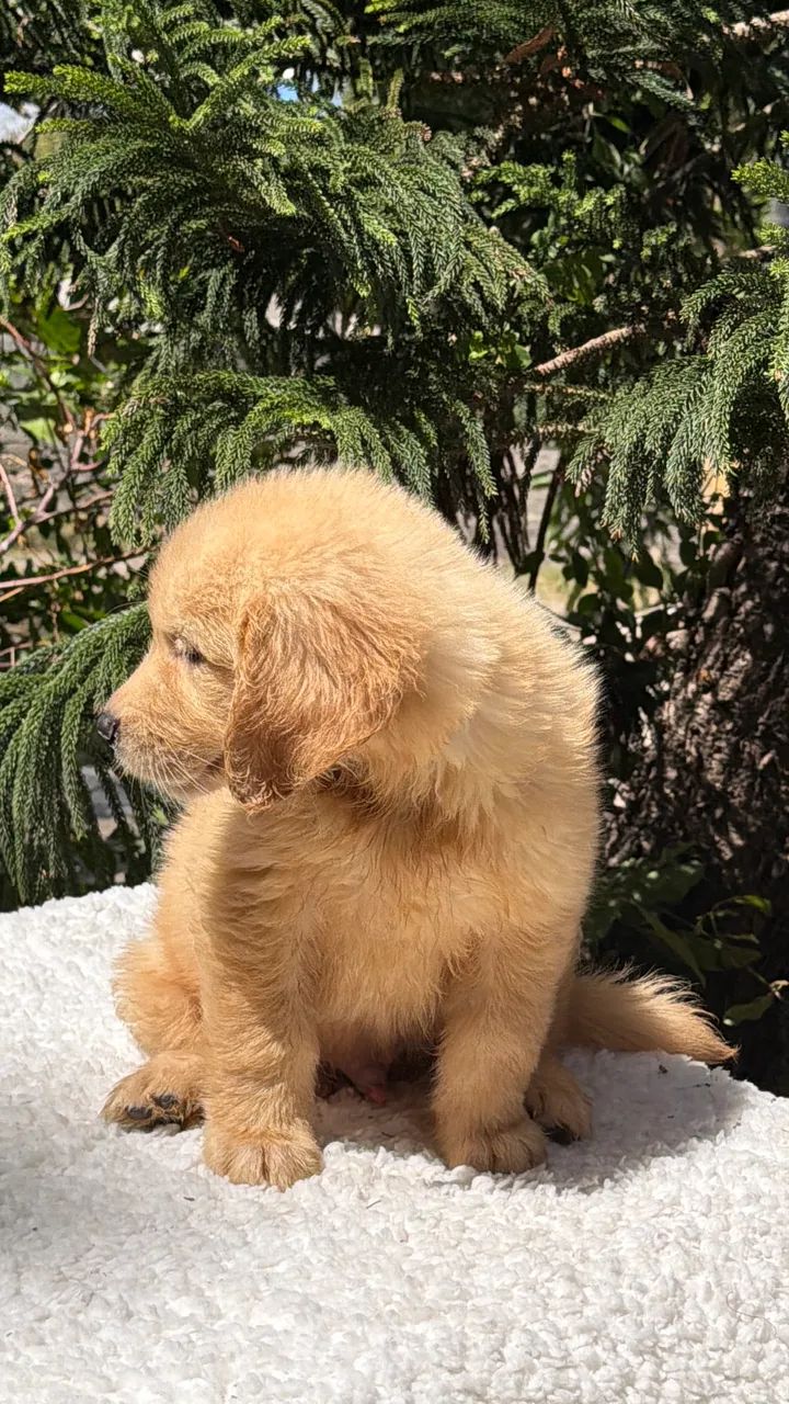 Golden Retriever  - Foto 2