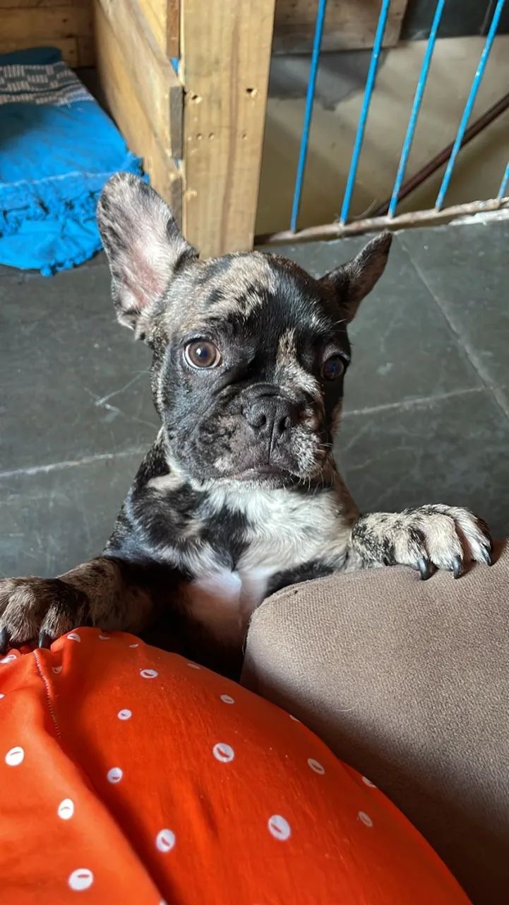 Buldogue francês macho  - Foto 5