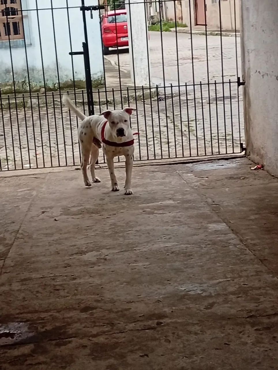 Vendo meu Pitbull  - Foto 2