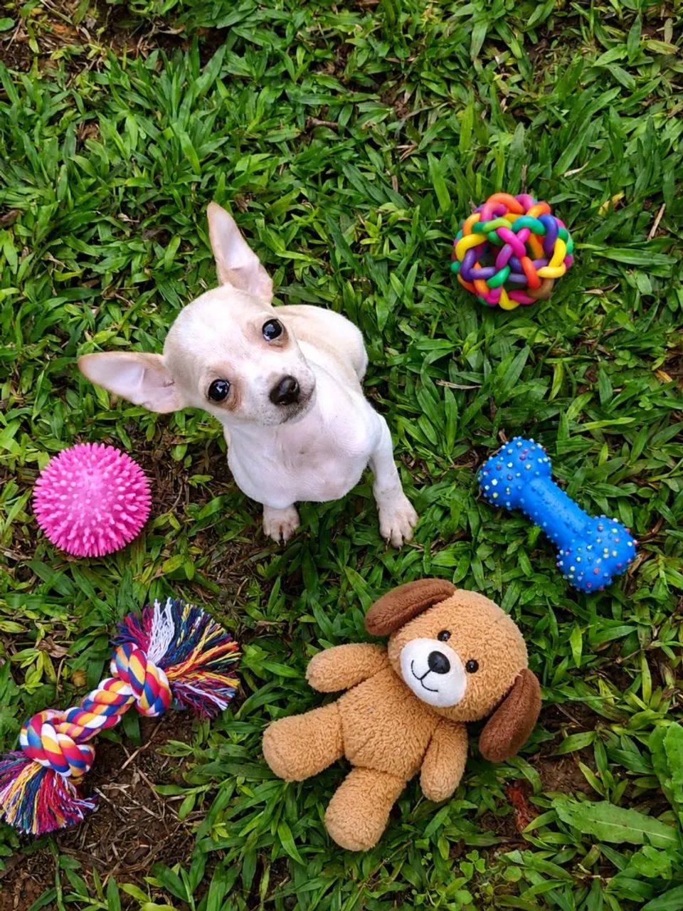 Machinhos Pinscher