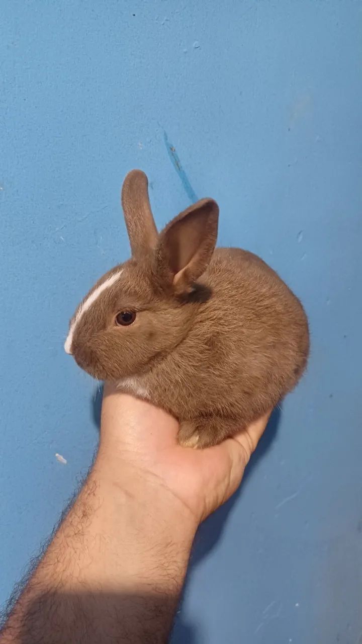Coelho mini holandês  - Foto 2