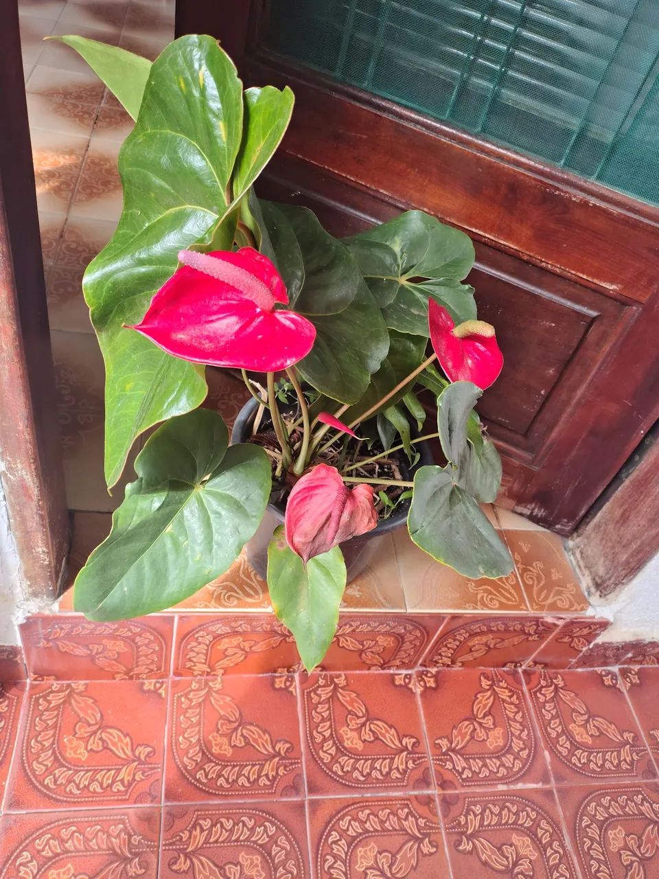 Vaso de planta antúrio  - Foto 4