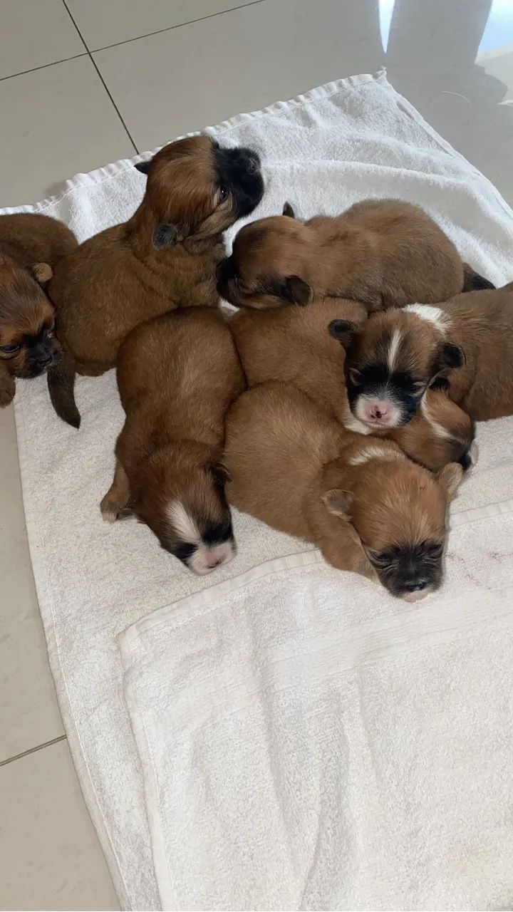 Vendo filhotes de shih tzu