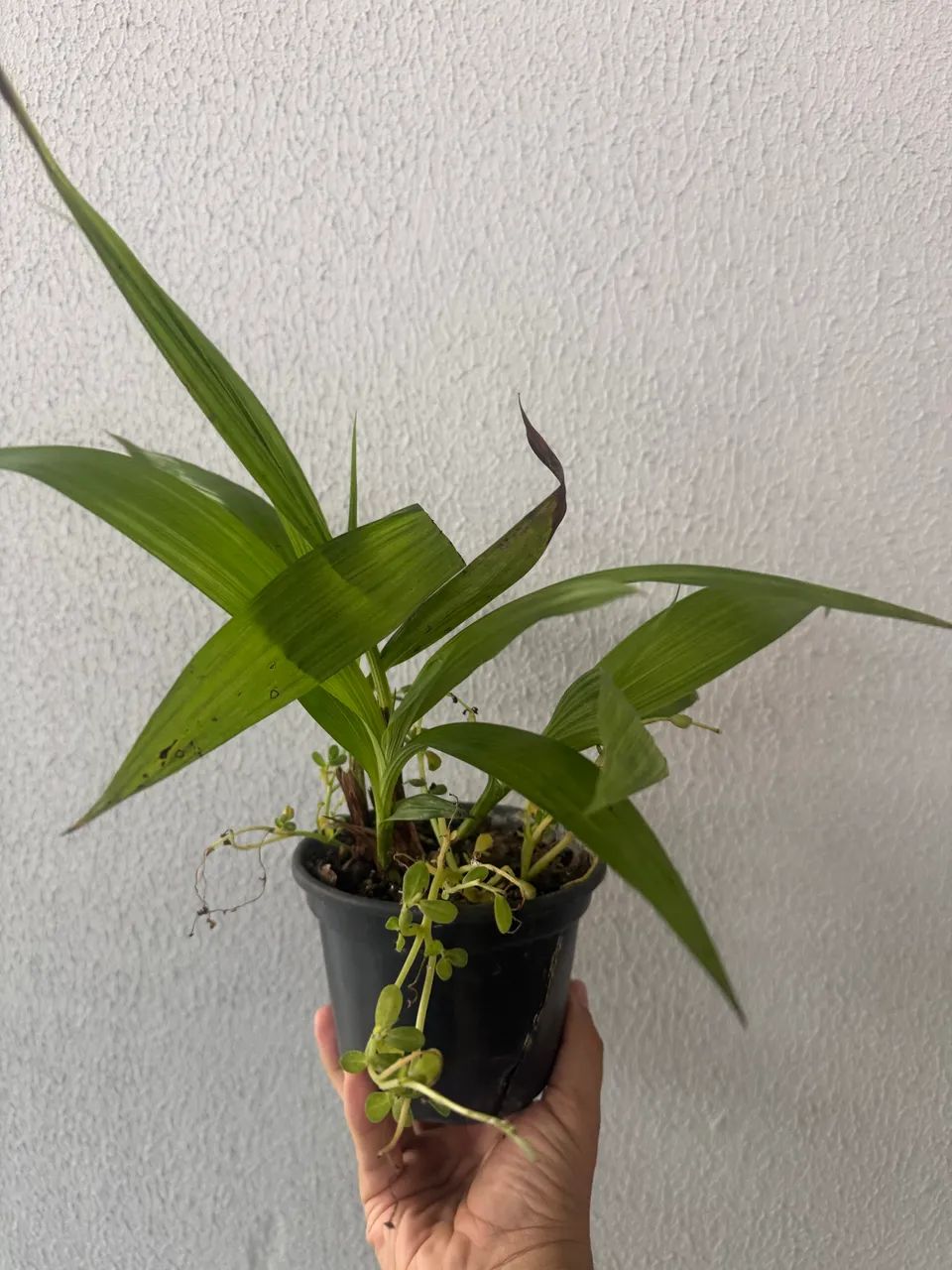 Orquídea terrestre cheiro de uva - Foto 2