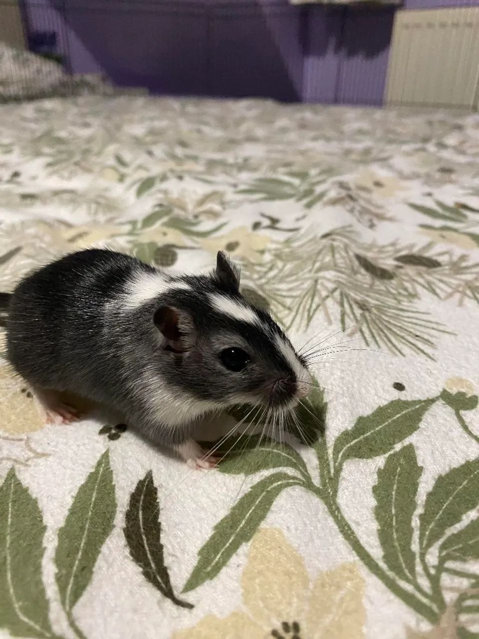 Gerbil - Foto 3