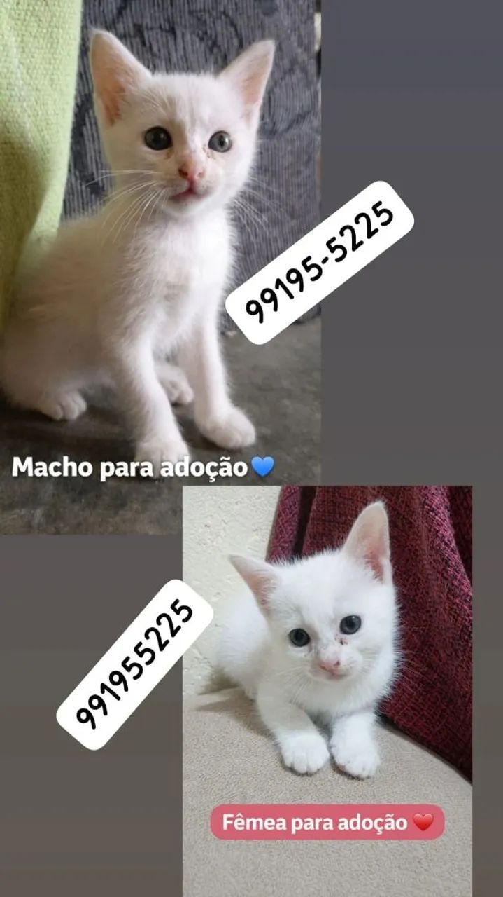 Adoção responsável  - Foto 4