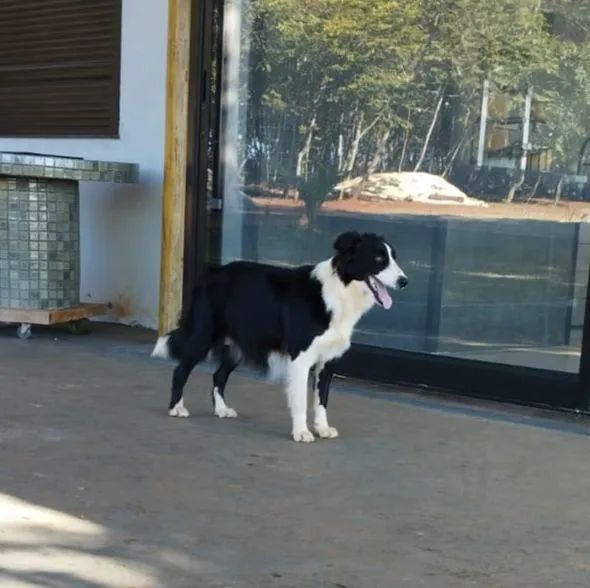Filhotes de border collie  - Foto 5