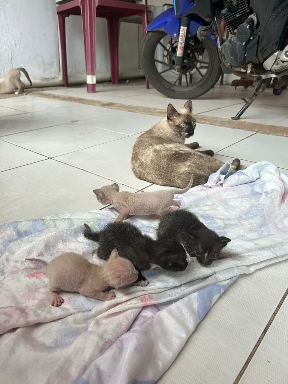 GATOS PARA ADOÇÃO RESPONSÁVEL