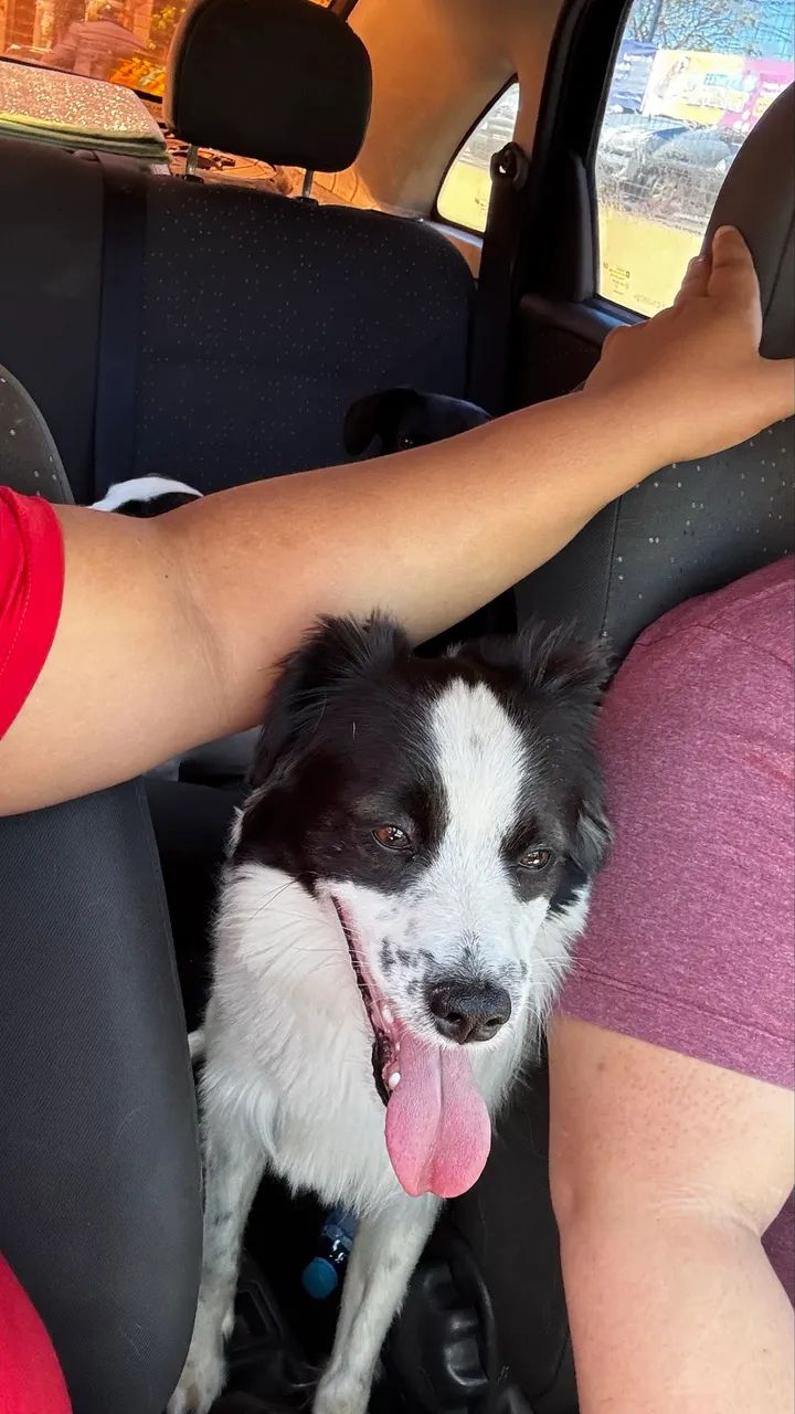 Adoção doação  - Foto 3