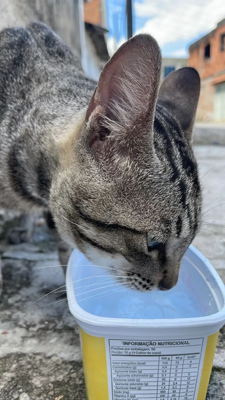 Adoção Gato macho  - Foto 6