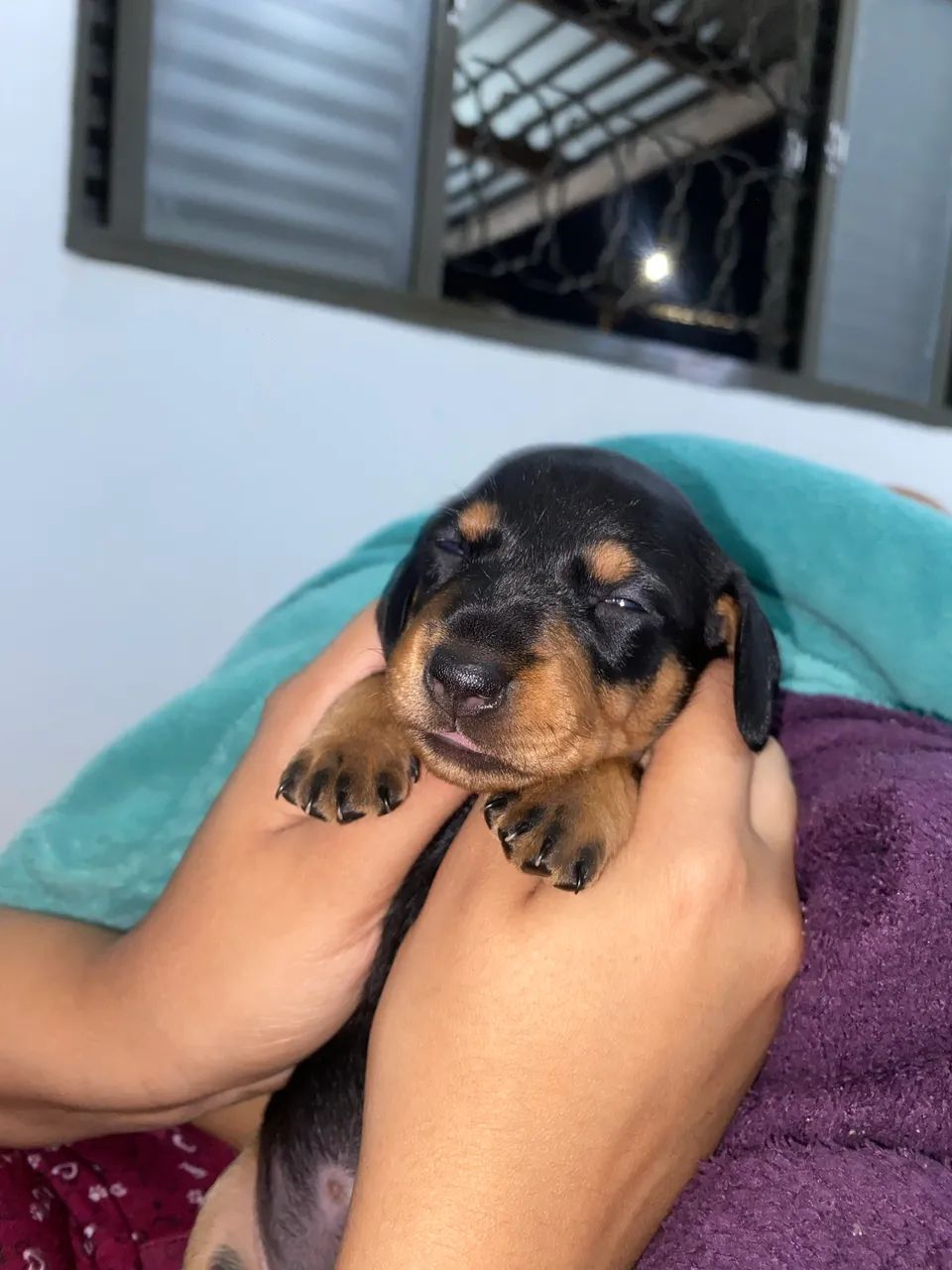 Dachshund - Foto 3