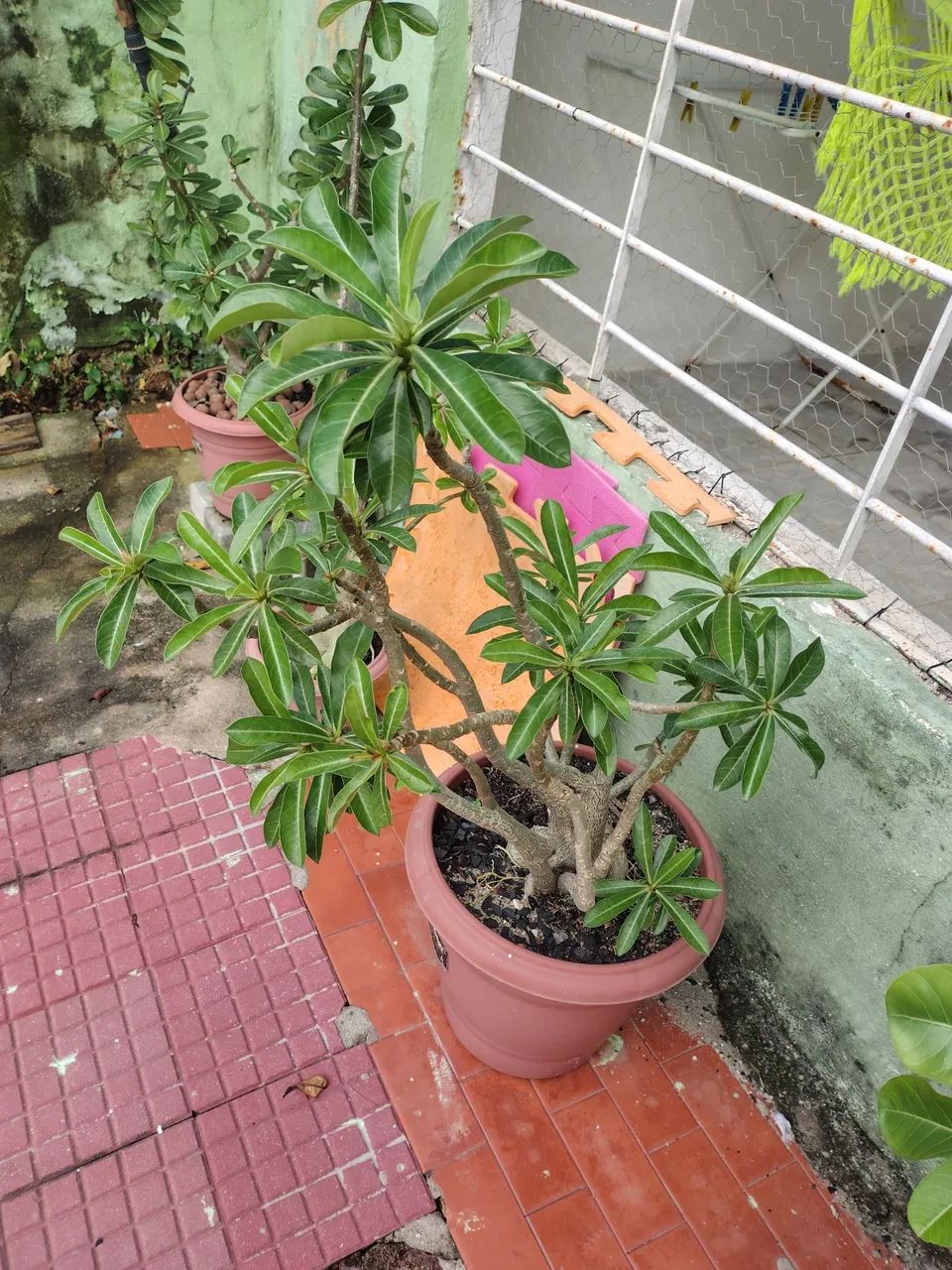 Rosas do deserto  - Foto 2
