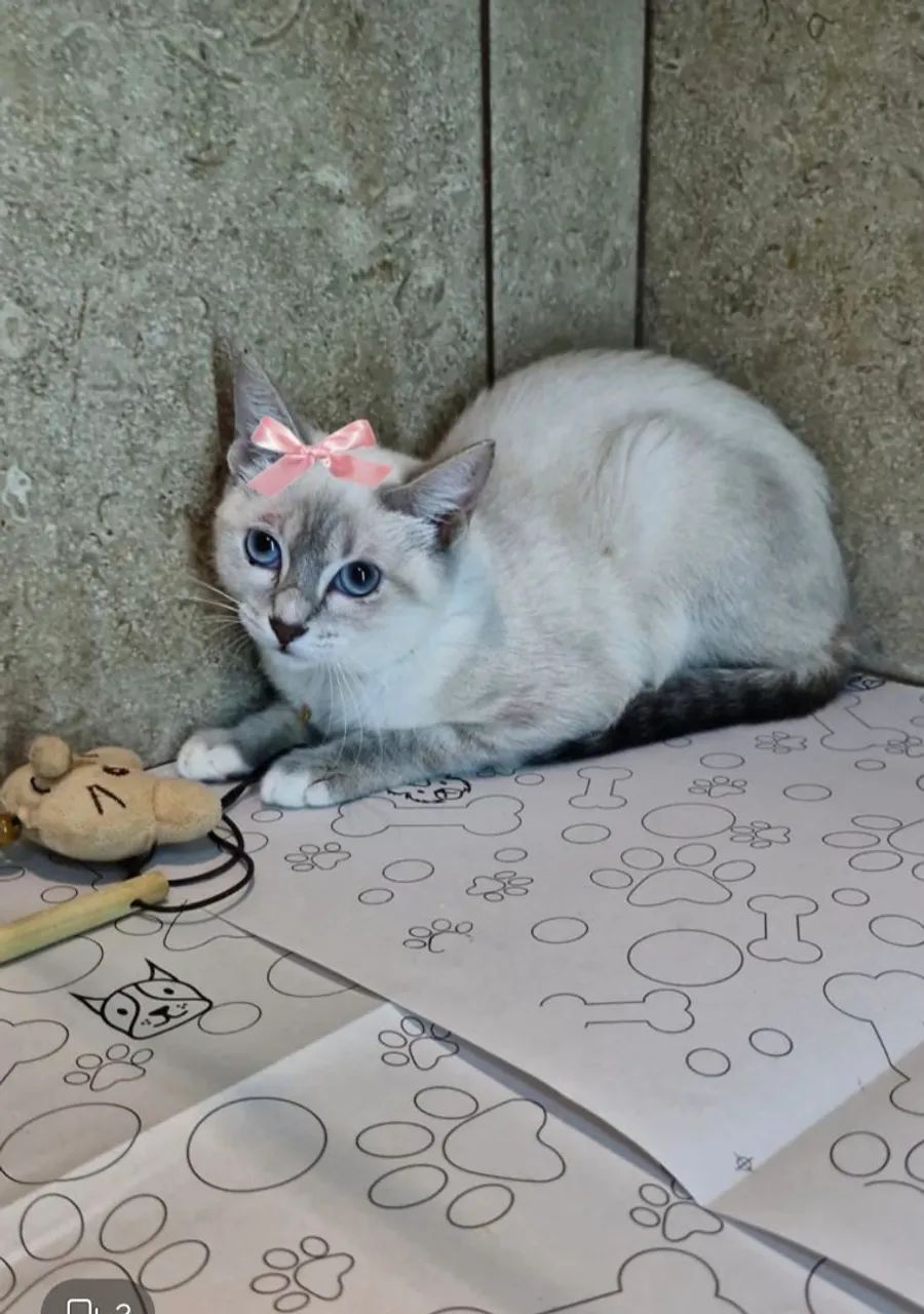 Adoção responsável 